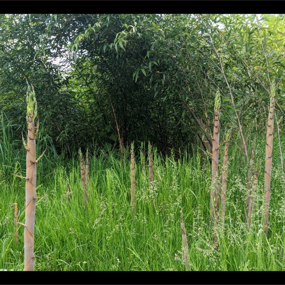 Bamboo Photographic Art Print - Picture 10 of 12